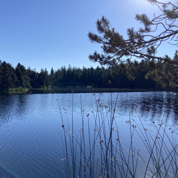 Ein ruhiger Teich, der Étang des Royes in Frankreich, ist von einem Wald unter einem klaren blauen Himmel umgeben, mit hohem Gras und Baumzweigen im Vordergrund und Sonnenlicht, das aus der oberen rechten Ecke scheint.