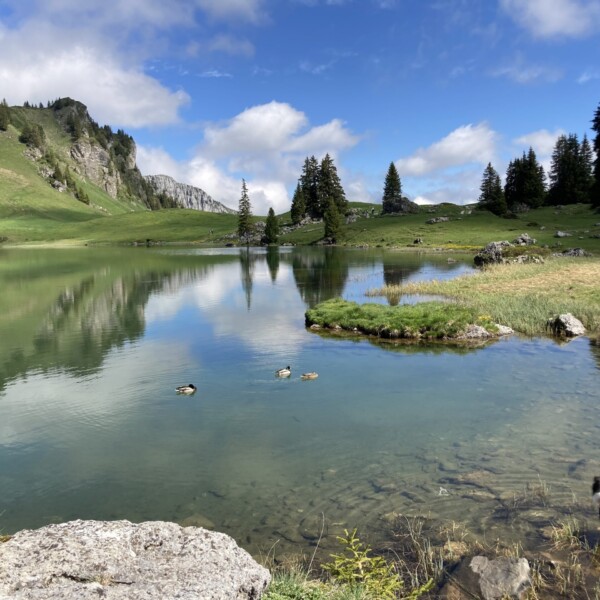 Ein ruhiger Gebirgssee mit klarem, blauem Wasser, umgeben von grünen Hügeln und vereinzelten Bäumen; zwei Enten schwimmen in Ufernähe, während ein schwarz-weißer Hund unter einem teilweise bewölkten Himmel am Ufer steht.