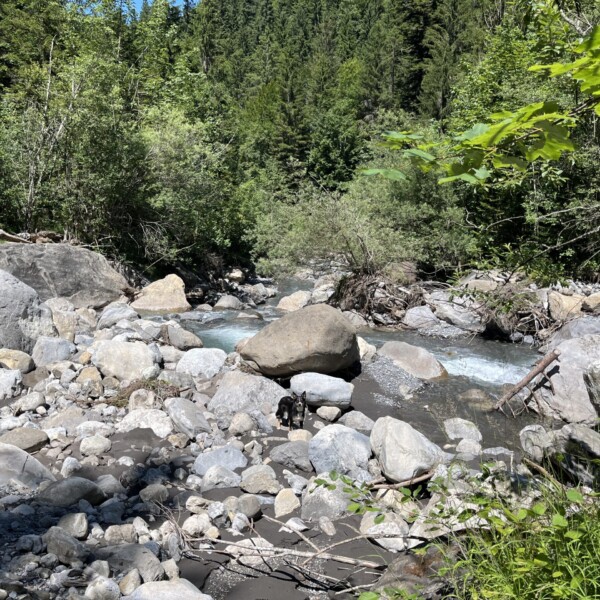 Ein felsiger Bach fließt durch einen üppigen, grünen Wald unter einem strahlend blauen Himmel. Große Felsbrocken und kleinere Felsen füllen den Vordergrund, zwischen denen klares Wasser fließt. Dichte Bäume und Laub umgeben die Szene.