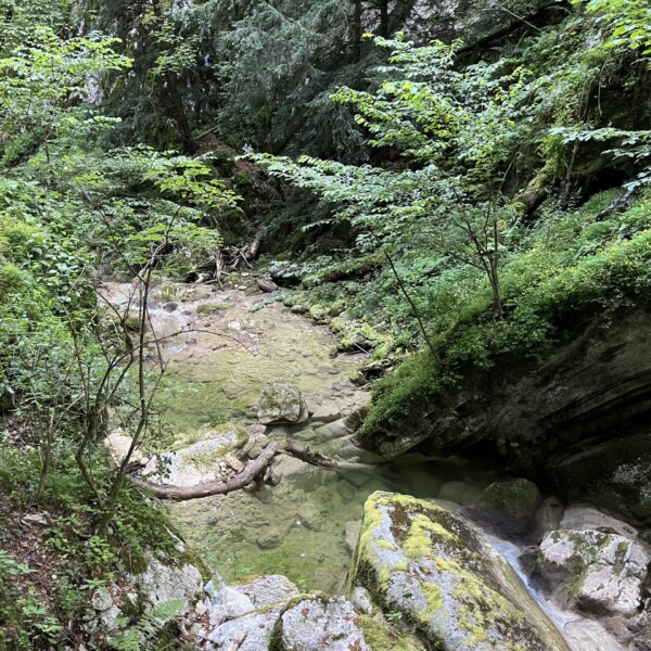Ein seichter, klarer Bach schlängelt sich durch den üppigen Douannenwald, vorbei an moosbewachsenen Felsen und unter überhängenden Ästen hindurch. Das Sonnenlicht dringt durch die Bäume und schafft die friedliche natürliche Schönheit des Twannbachs.
