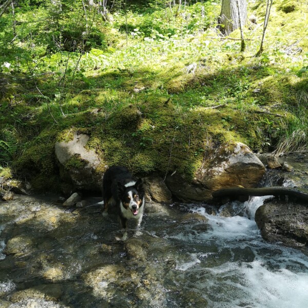 Ein schwarz-weißer Hund steht in einem klaren, seichten Bach, umgeben von Felsen und üppiger grüner Vegetation in einem sonnenbeschienenen Wald.