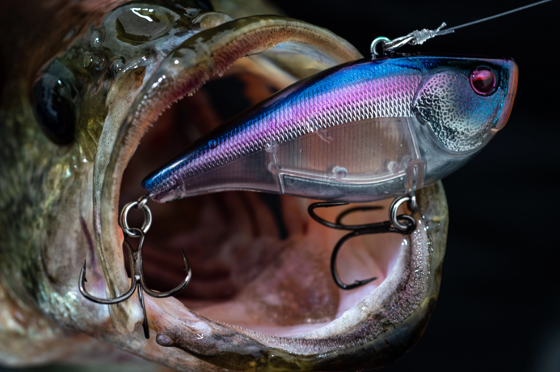 Hecht mit Hardbait im Maul. Erfolgreiches Angeln mit Hardbaits.