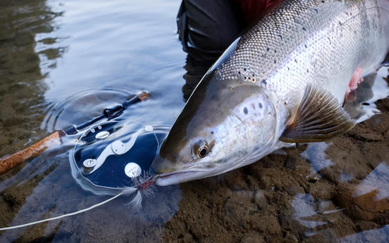 Gefangener Lachs mit Fliegenfischer-Ausrüstung am Ufer. Angeln für "Ferien & Reisen".