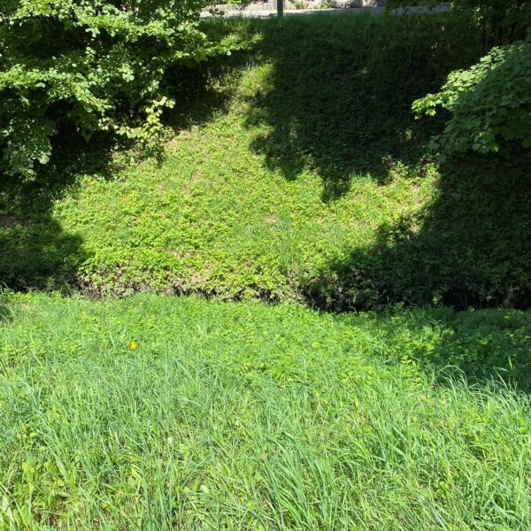 Grüner Bachlauf mit üppiger Vegetation und Bäumen am Ufer.