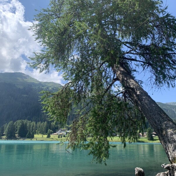 Davosersee: Baum hängt über türkisfarbenem Wasser mit Bergen im Hintergrund.
