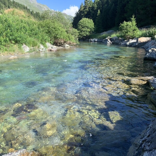 Klares Wasser des Julia (Gelgia) Flusses mit Steinen und grüner Ufervegetation.