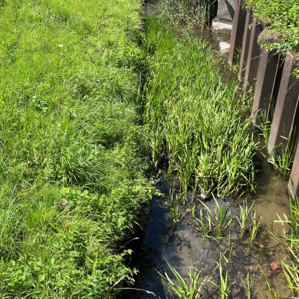 Grüner Uferbereich des Guntenbach (Zimikon) mit Vegetation und Wasserlauf.