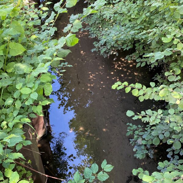 Guntenbach bei Zimikon: Blick auf den Bachlauf mit üppiger Ufervegetation.