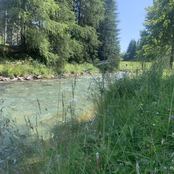 Klares Wasser fließt durch die grüne Landschaft am Landwasser.