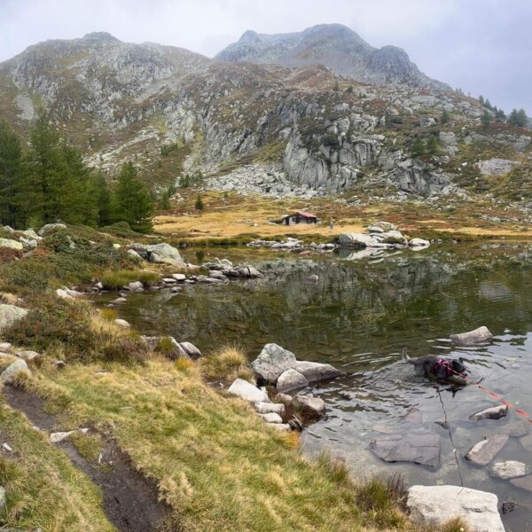 Hund schwimmt im Mässersee, Berglandschaft im Hintergrund.