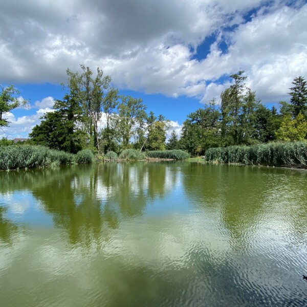 Öliweiher Teich mit Spiegelung von Bäumen und Wolken am Himmel.