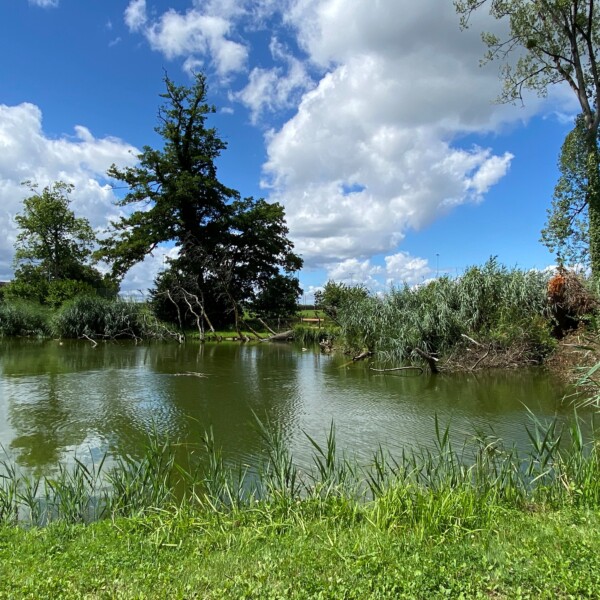 Öliweiher-Teich mit Bäumen, Schilf und blauem Himmel mit Wolken.