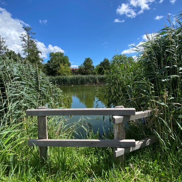 Öliweiher-Ansicht durch einen Holzzaun mit Schilf und blauem Himmel im Hintergrund.