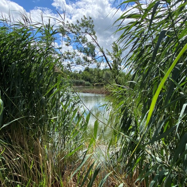 Öliweiher: Schilf am Ufer eines kleinen Sees unter blauem Himmel mit Wolken.
