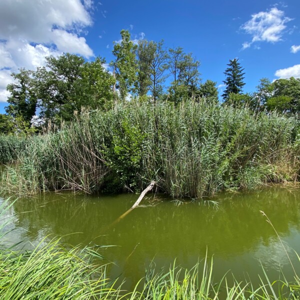 Öliweiher: Schilf am Ufer eines grünen Sees unter blauem Himmel.