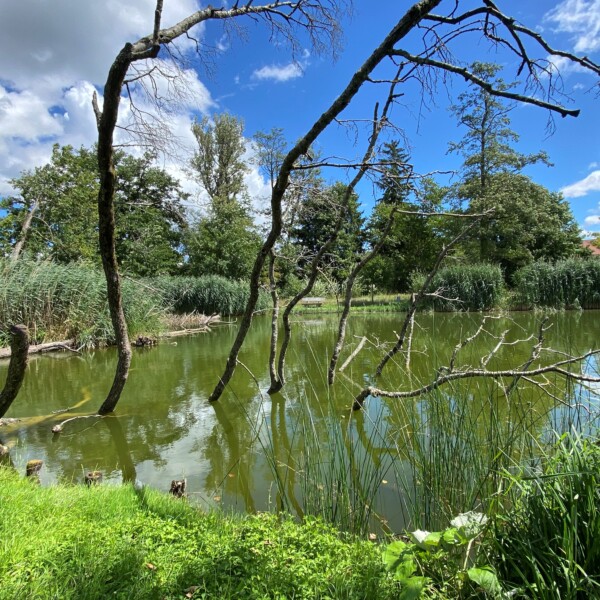 Öliweiher: Grün schimmernder See mit Bäumen und Schilf unter blauem Himmel.