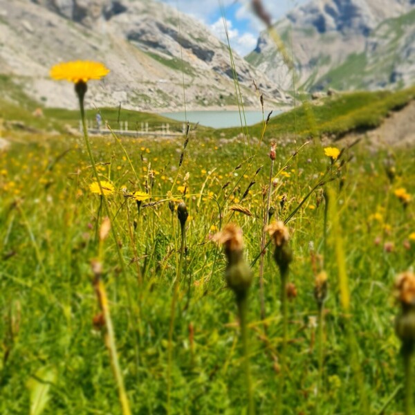 Sanetschsee: Blühende Wiese mit gelben Blumen und Bergpanorama im Hintergrund.