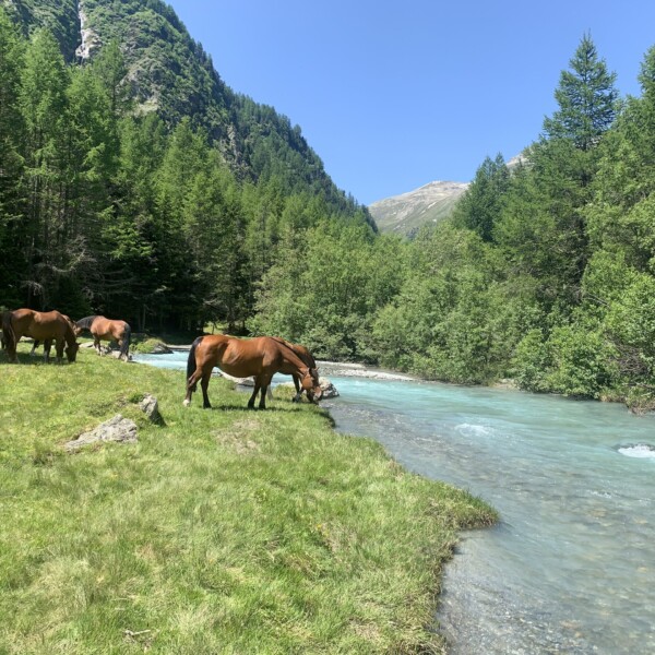 Braune Pferde trinken am Fluss Susasca in einer grünen Berglandschaft.