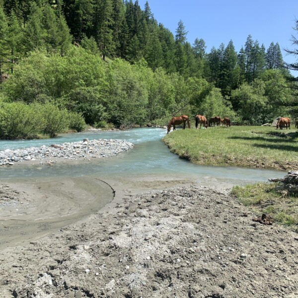 Pferde am Fluss Susasca in den Alpen.
