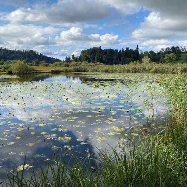 Tutensee: Ruhiger See mit Seerosen und Spiegelung des Himmels und der Wolken.