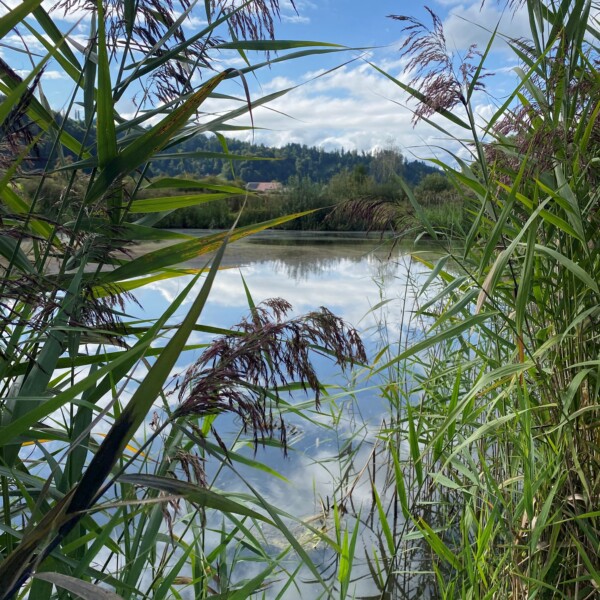 Blick durch Schilf auf den Tutensee mit Spiegelung des Himmels.
