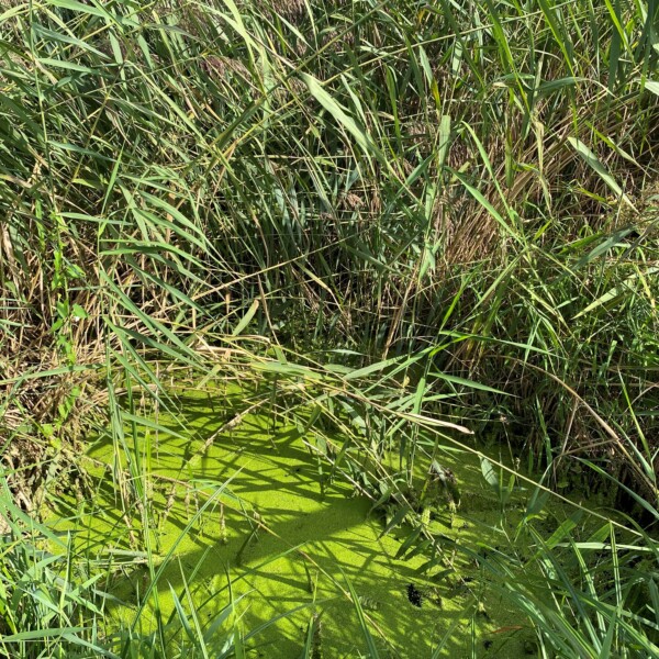 Grüner Tümpel, bedeckt mit Entengrütze, umgeben von Schilfgras. Tutensee Impression.