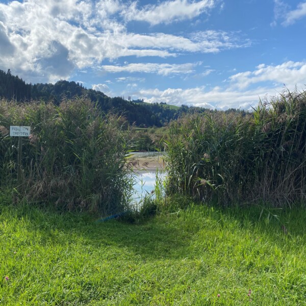 Tutensee-Blick durch Schilf auf einen See unter blauem Himmel. 