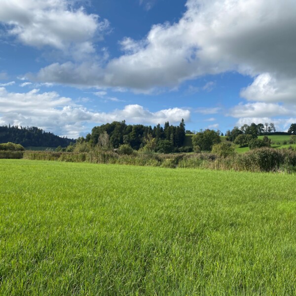 Grüne Wiese am Tutensee mit Bäumen und blauem Himmel.