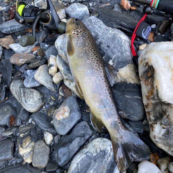 Bachforelle am Vorderrhein liegt auf Steinen neben Angelrute und Rolle.