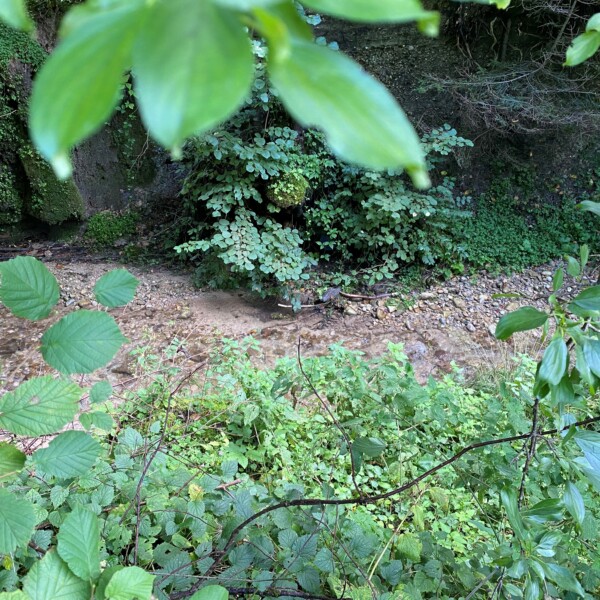Wiggernbach bei Wolhusen: Bachlauf durch grüne Vegetation.