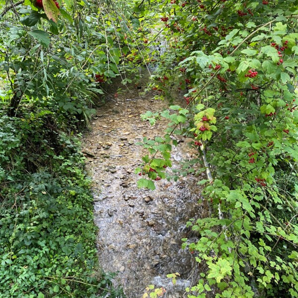 Bachlauf in Wiggernbach bei Wolhusen mit roten Beeren und üppigem Grün.