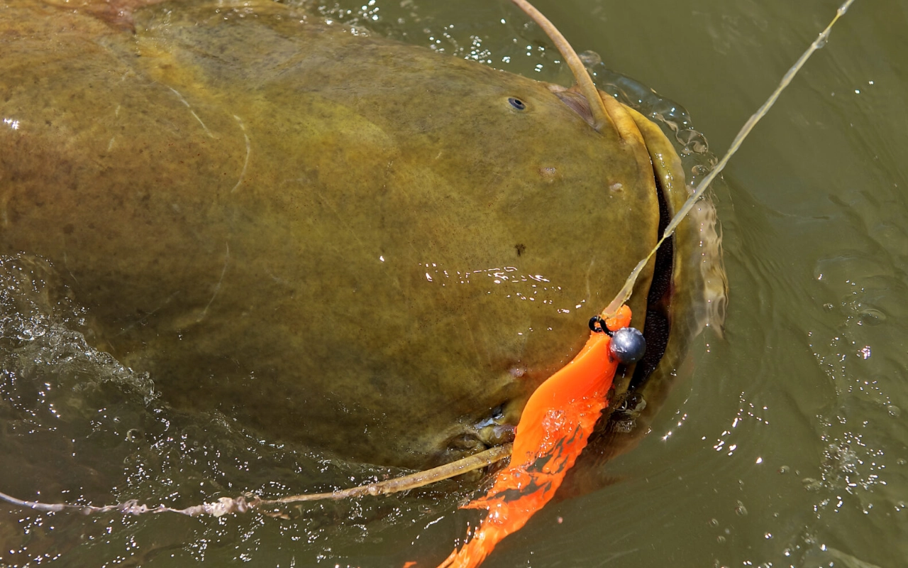 Großer Wels mit orangefarbenem Köder im Wasser. Angeln ist ein tolles Hobby für Ferien & Reisen.