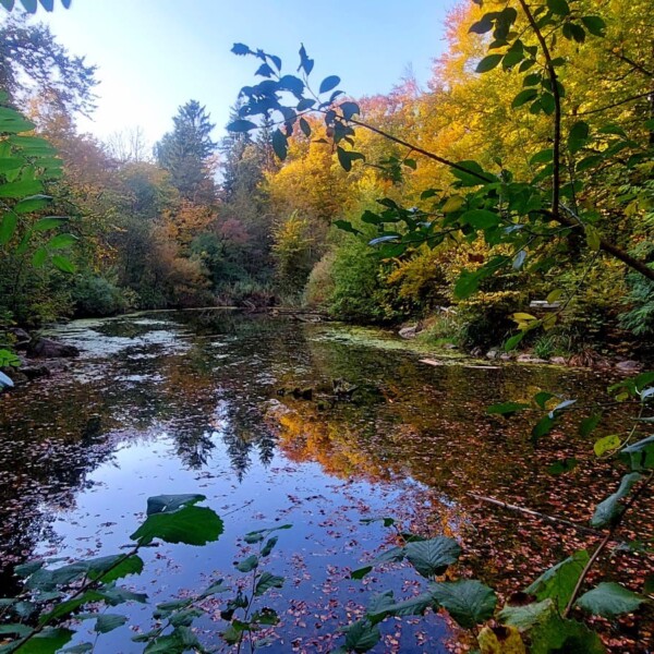 Degenried-Weiher im Herbstwald mit Spiegelung der Bäume im Wasser.