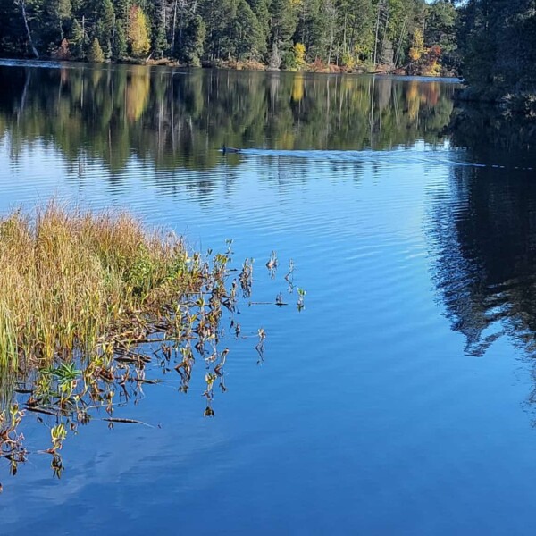 Idyllischer Blick auf den Étang de la Gruère mit Spiegelungen der Bäume im Wasser.