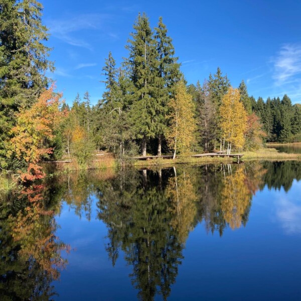 Spiegelung des Étang de la Gruère im klaren Wasser an einem sonnigen Tag. Herbstliche Bäume.