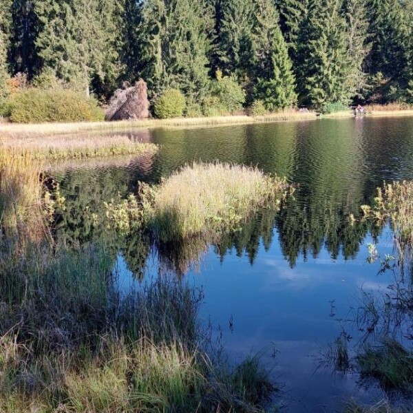 Etang de la Gruère: Ruhiger See umgeben von grünen Bäumen und Ufervegetation.