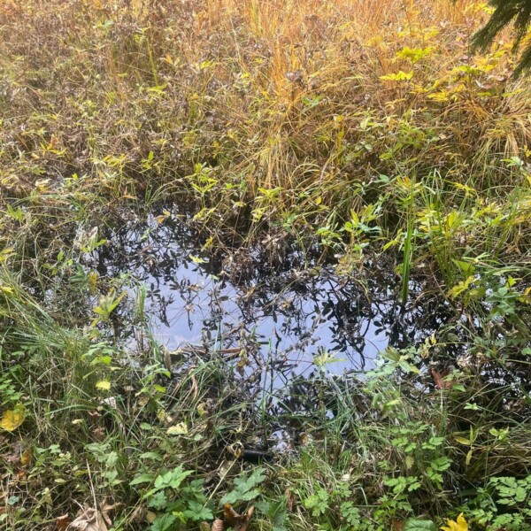 Kleiner Teich umgeben von Gras und Pflanzen, möglicherweise am Lac des Joncs.
