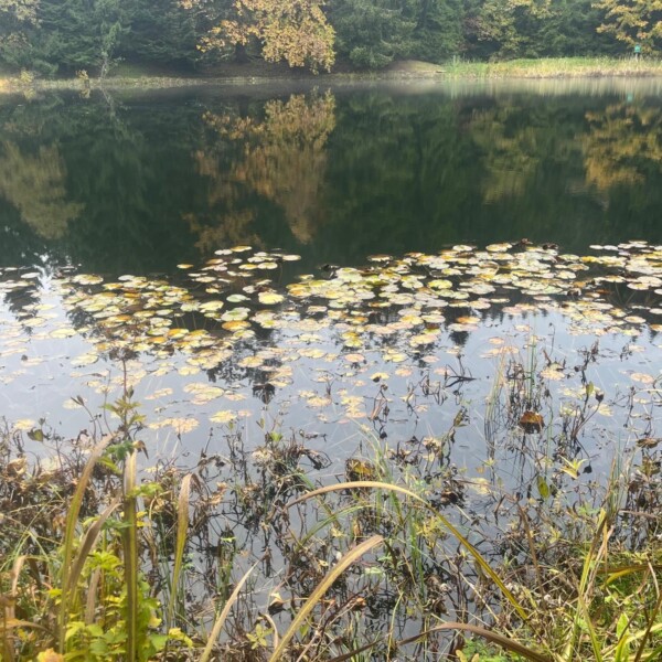 Lac des Joncs: Ruhiger See mit Seerosen und Spiegelung der Bäume.