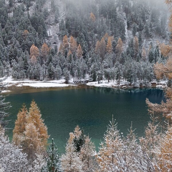 Winterliche Landschaft am Lai da Palpuogna, einem Bergsee mit schneebedeckten Bäumen.