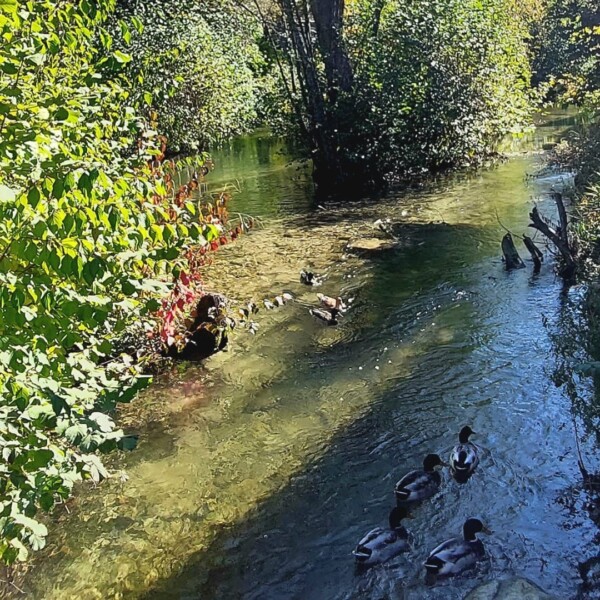 Enten schwimmen im klaren Wasser der Suhre, umgeben von üppigem Grün.