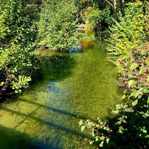 Idyllische Suhre: Klares Wasser fließt durch üppige Vegetation.