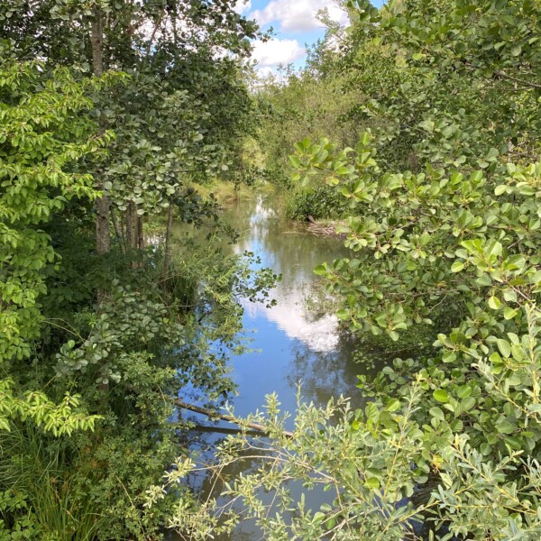 Abistbach: Ruhiger Bachlauf umgeben von üppigem Grün und Baumvegetation.