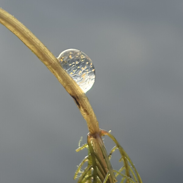 Eine Nahaufnahme eines klaren Wassertropfens, der auf einem dünnen, gebogenen Pflanzenstängel mit grünen Blättern balanciert, vor einem unscharfen grauen Hintergrund.
