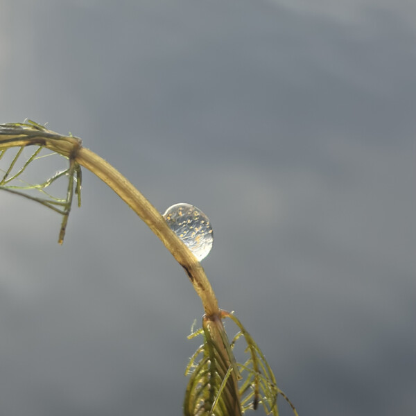 Nahaufnahme eines zarten grünen Zweigs, an dem ein einzelner Wassertropfen vor einem weichen, verschwommenen graublauen Hintergrund haftet.