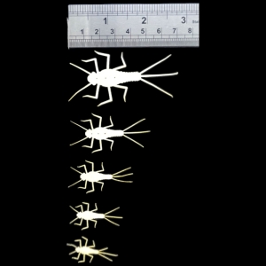 ABC Mayfly Nymphen 15mm: Mehrere künstliche Fliegenfischernymphen in verschiedenen Größen.