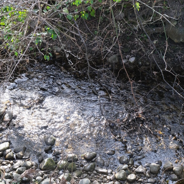 Fließender Bach mit Steinen und Uferbewuchs. Arande.