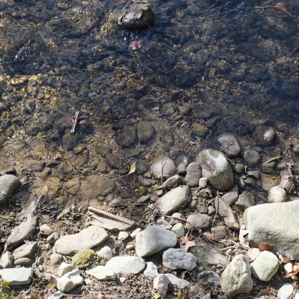 Klares Bachbett mit Steinen und fließendem Wasser.