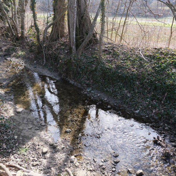 Bachlauf im Wald mit Baumwurzeln und Uferbewuchs. Arande.