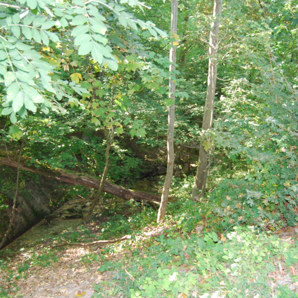 Arnibach: Bewaldete Schlucht mit umgestürztem Baumstamm. Grüne Vegetation und natürliches Licht.