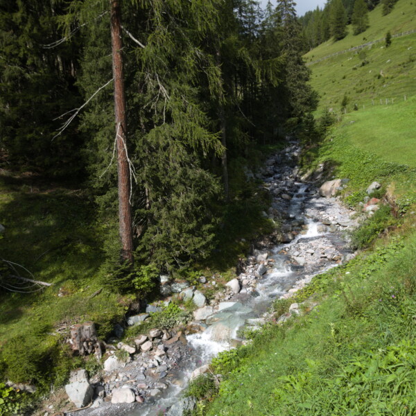 Bärentalerbach fließt durch grüne Alpenlandschaft mit Bäumen und Steinen.